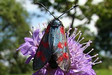 Ginungagapus schmithi - Hufeisenklee-Widderchen